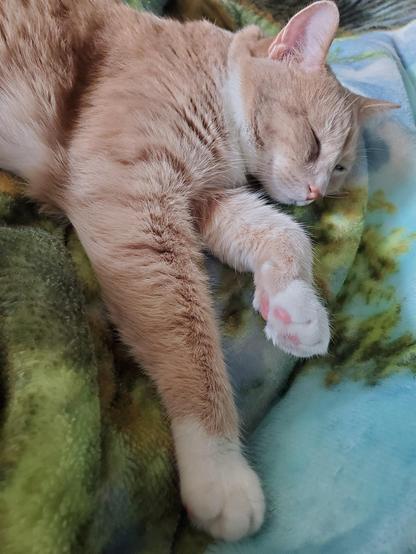 Nap with bean demo 