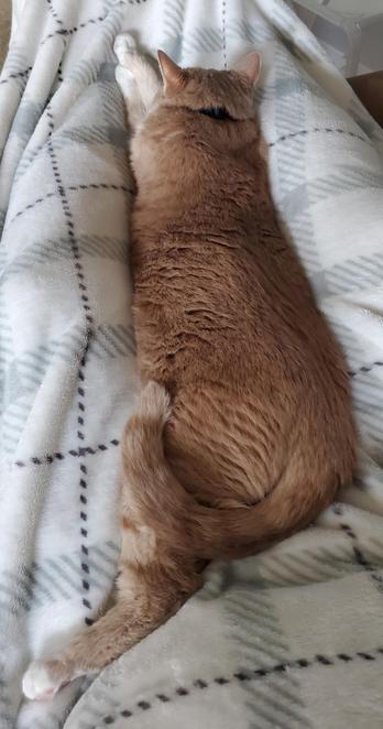Long cat with white paws is long and has white paws