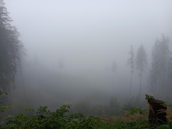 Thick mist in the woods. Only a few outlines of trees are visible, with long trunks, ragged, with branches only on their upper half. If focusing, a pathway can be recognized a bit further downhill. In front are some bushes with lush dark green leaves and a tree trunk on the right.
