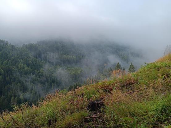 In front, diagonally upwards is a hill with some bright orange-brownish and light green grasses, with a tree trunk and some dead wood in between. This is contrasted by the background with swathes of mist in between darker pale green trees on hills.