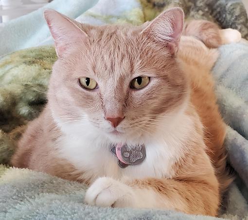 Pedro is adorable but also looking a little judgey. 
