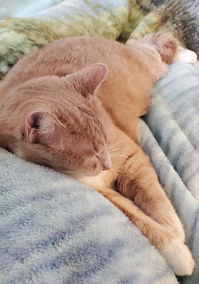 Naps are also important for health.