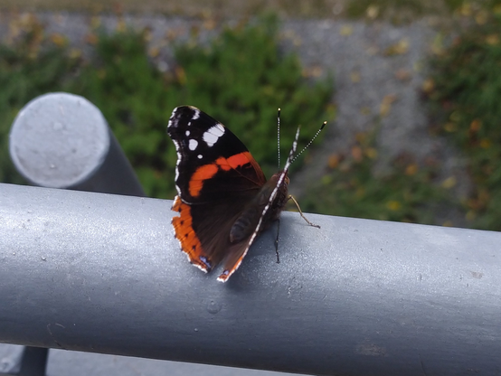 A Red Admiral (vanessa atalanta) butterfly resting on a grey shimmering metal bar on a balcony. It's photographed from behind above, a bit sideways, so its left wing is fully visible, while its right wing is aligned parallel to the view. The upper third of the wing is very dark brown, with some white spots and white border. Then there is a bright orange band across and continuing at the border of the lower half-wing, with some regularly spaced black spots. The inner part of the wing is lighter …